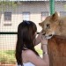 Playing with a lion on a farm