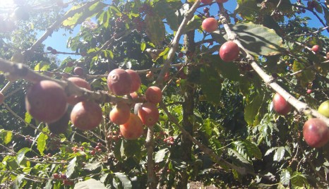 Coffee berries on the tree