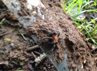 Angry looking tarantula eeek!!!!