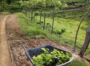 A barrow full of baby trees