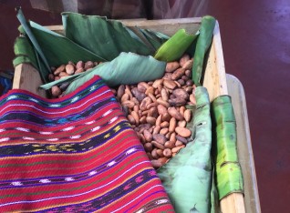 How they ferment Cocoa Beans 