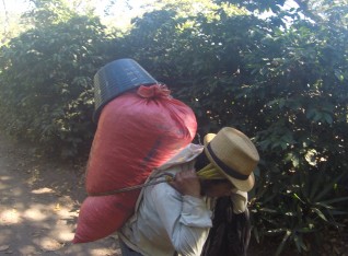 Picker carrying full bag of berries