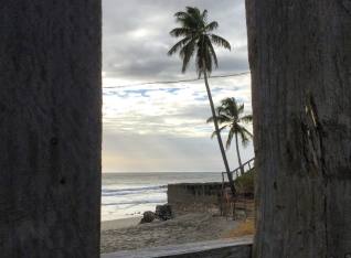 Peeking through a fence