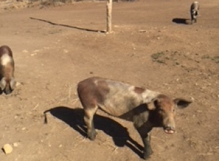 Pigs on the walk to the store