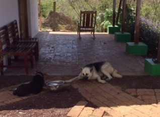 Dogs of the owners of the place we stayed