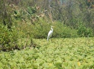 White Heron