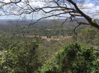 View from Treehouse