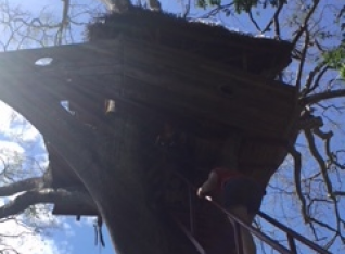 The actual Treehouse