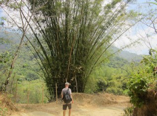 Bamboo growing