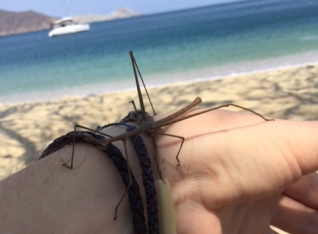 Stick bug friend we found!