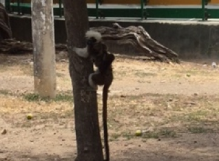 Monkey in the park