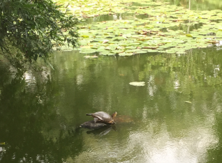 Turtles in the botanical gardens